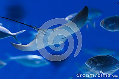 Fish in the aquarium Stock Photo