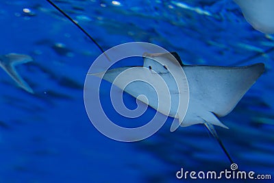 Fish in the aquarium Stock Photo