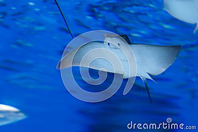 Fish in the aquarium Stock Photo