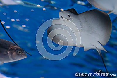 Fish in the aquarium Stock Photo