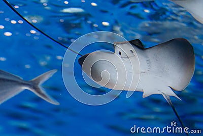 Fish in the aquarium Stock Photo