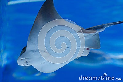 Fish in the aquarium Stock Photo