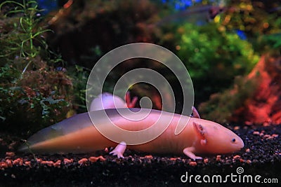 Fish axolotl in the aquarium Stock Photo