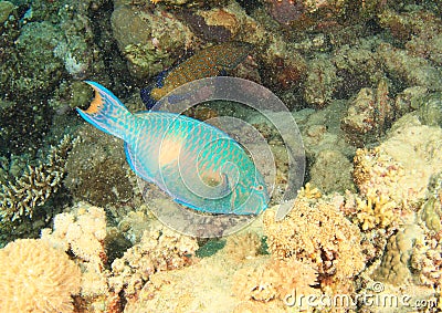 Fish Bicolour parrotfish Stock Photo