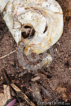 Fish bone on the floor Stock Photo