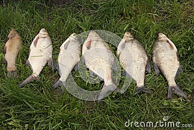 Fish - bream Stock Photo