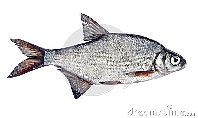 Fish bream isolated on white background Stock Photo