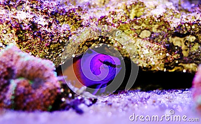 Royal gramma basslet violet - Gramma loreto Stock Photo