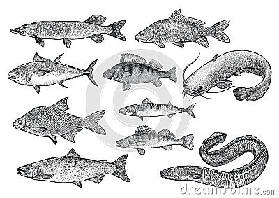 Fish collection illustration, drawing, engraving, Lina art, realistic Vector Illustration