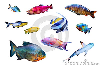 Fish collection isolated on white Stock Photo