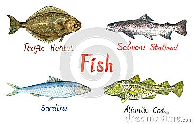 Fish collection, Pacific Halibut Hippoglossus stenolepis, Salmon steelhead, Sardine, Atlantic Cod Gadus morhua, codling Cartoon Illustration