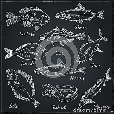 Fish collection Vector Vector Illustration