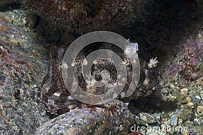 Fish in coral reef Stock Photo