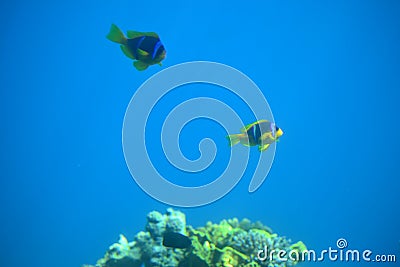 Clown Fish Nemo in Coral reefs and water plants in the Red Sea, Eilat, Israel Stock Photo