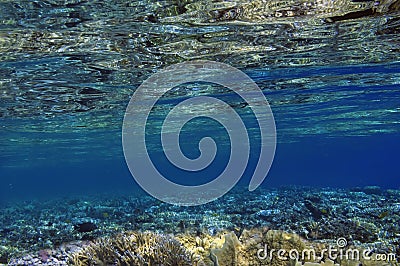 Fish and Corel Reef with Fire and Hard Coral Stock Photo