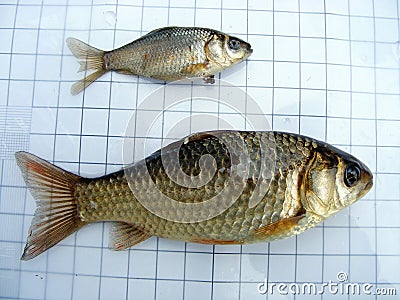 Fish crucian carp (Carassius carassius) on the background of a 5 mm measurement grid. Ichthyology research. Stock Photo