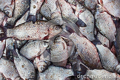 Fish crucian carp, food background Stock Photo