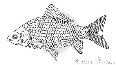 Fish crucian carp hand drawn. Isolated on white background. Outline of fish. Vector illustration Vector Illustration