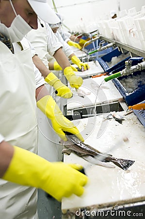 Fish Cutters Stock Photo