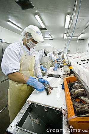 Fish cutters in action Stock Photo