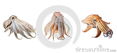 fish cuttlefish animal Cartoon Illustration