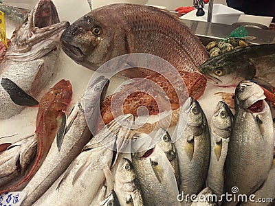 Fish Editorial Stock Photo