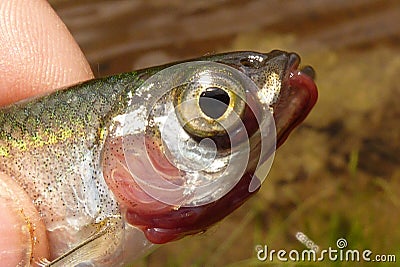 Fish disease Stock Photo