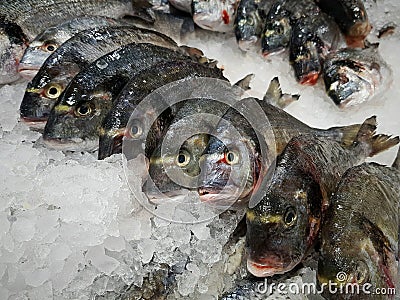 Fish, dorado,pike perch on the fish market lies on ice Stock Photo