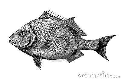 Fish drawing Cartoon Illustration