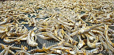 Fish drying out in the sun Stock Photo