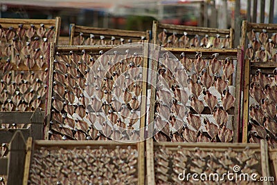 Fish drying in the sun Stock Photo
