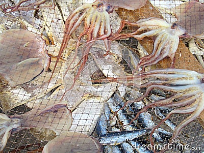 Fish drying in the sun, Nazare Portugal Stock Photo