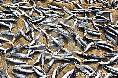 Fish drying in sunlight Stock Photo