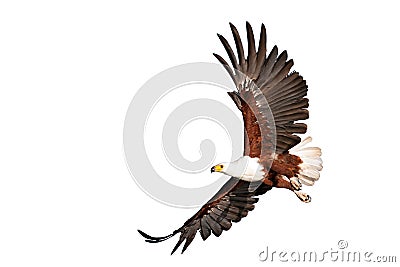 Fish eagle beautifully flying on isolated white background Stock Photo