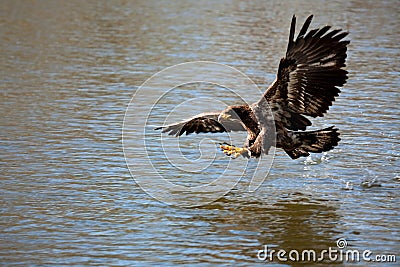 Fish Eagle swooping over prey Stock Photo