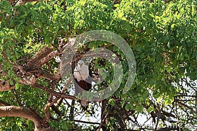 Fish eagle on the tree. Serengeti, Grumeti river. Africa Stock Photo