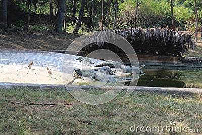 Fish Eating Crocodile in Indira Gandhi Zoological Park Stock Photo