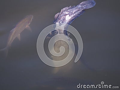 Fish is eating dead fish Stock Photo