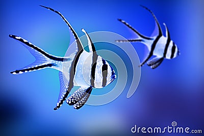 Fish exotic aquarium animals nature Stock Photo