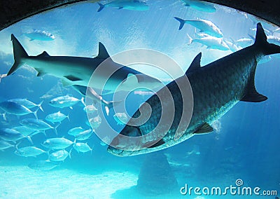 Fish-eye lens: Many swimming fishes and sharks Stock Photo