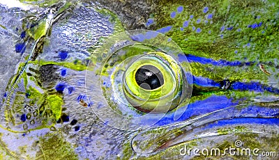 Fish eye of mahi-mahi Stock Photo