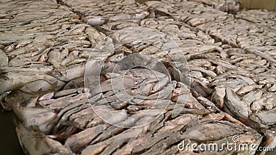 Fish factory sorting packaging frozen fish containers. Frozen fish in production Stock Photo