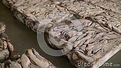 Fish factory sorting packaging frozen fish containers. Frozen fish in production Stock Photo