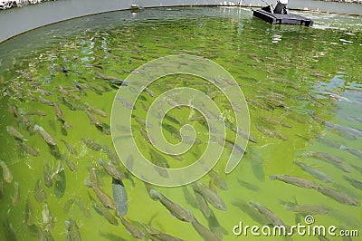 Fish Farm Stock Photo