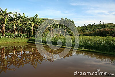 Fish Farm Pond in Uganda, Africa Stock Photo