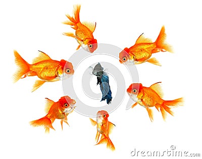 Fish Feeling The Pressue From His Peers Stock Photo