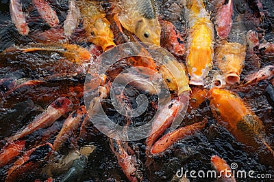 The fish fighting over food Stock Photo