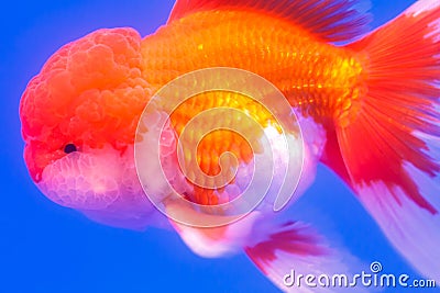 Fish : Flower horn cichlid Stock Photo