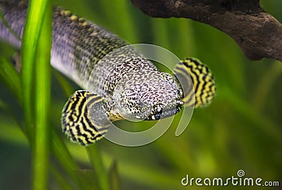 Ornate bichir fish. Stock Photo