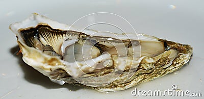 Fish. Fresh fresh oyster. Background. Stock Photo